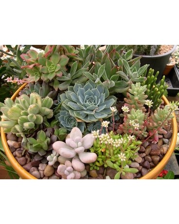 Granbury Flowers & Gifts - Succulent Garden Plant