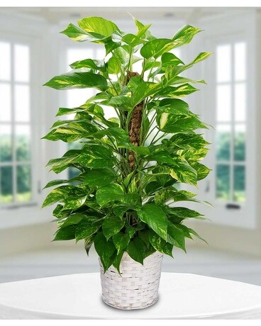 Granbury Flowers & Gifts - Pole Ivy Plant Plant