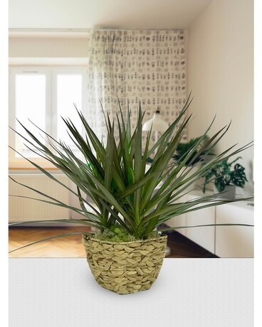 Granbury Flowers & Gifts - Marginata Plant Plant