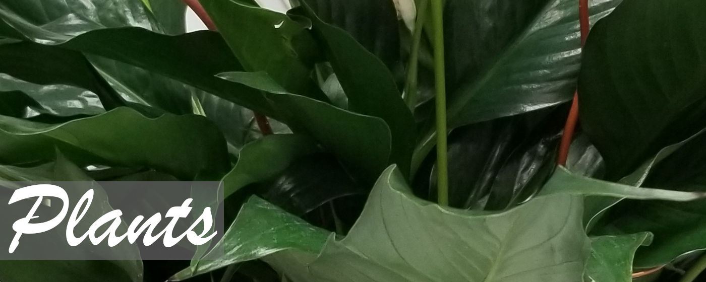Flower Delivery to Houston by Greenworks Flowers