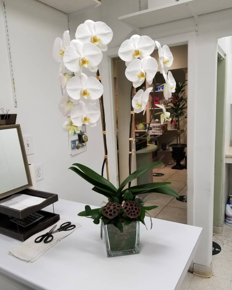 Greenworks Plants Delivery Houston TX - Greenworks Flowers