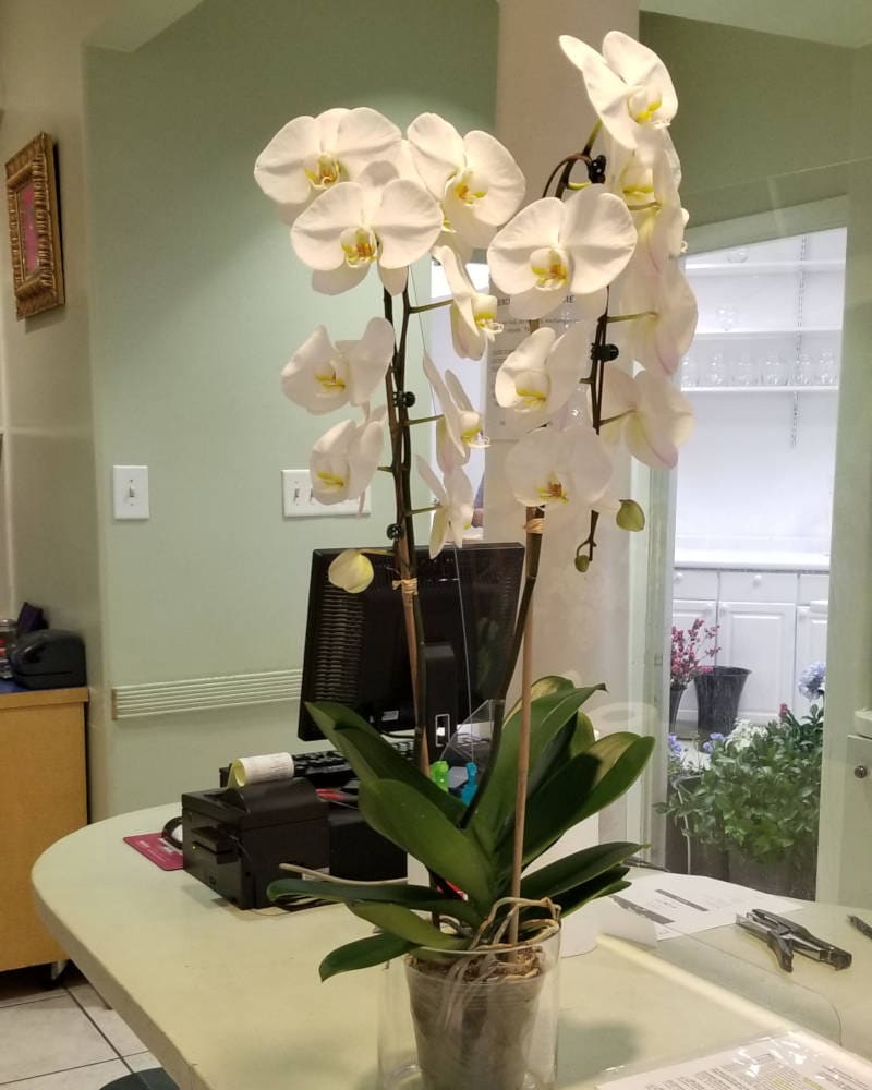 Large Orchid in Houston TX - Greenworks Flowers