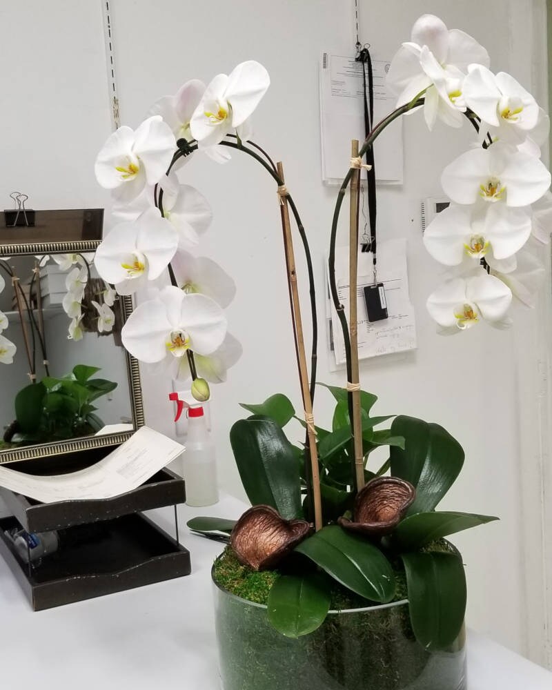 Greenworks Plants Delivery Houston TX - Greenworks Flowers