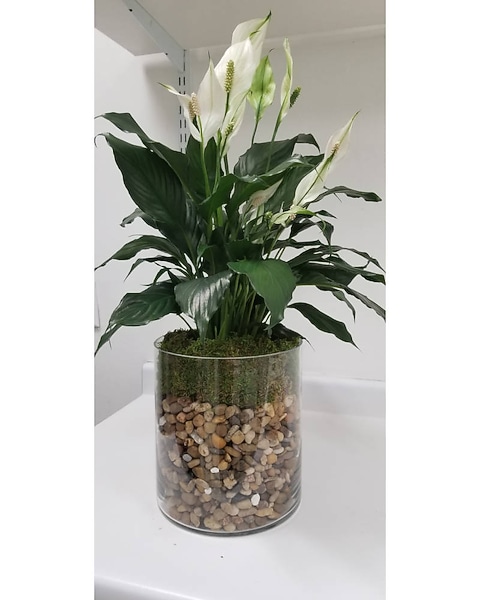 buy yucca cane Yucca Cane for Sale