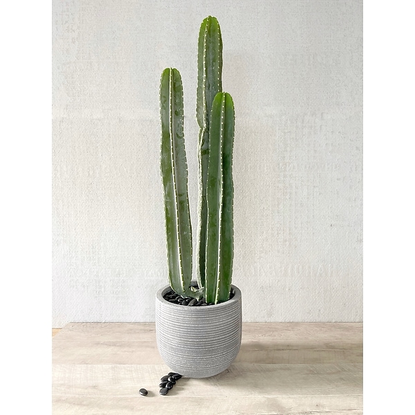 miniature cactus Cylindropuntia kleiniae – Fantastic Gardens main image 0