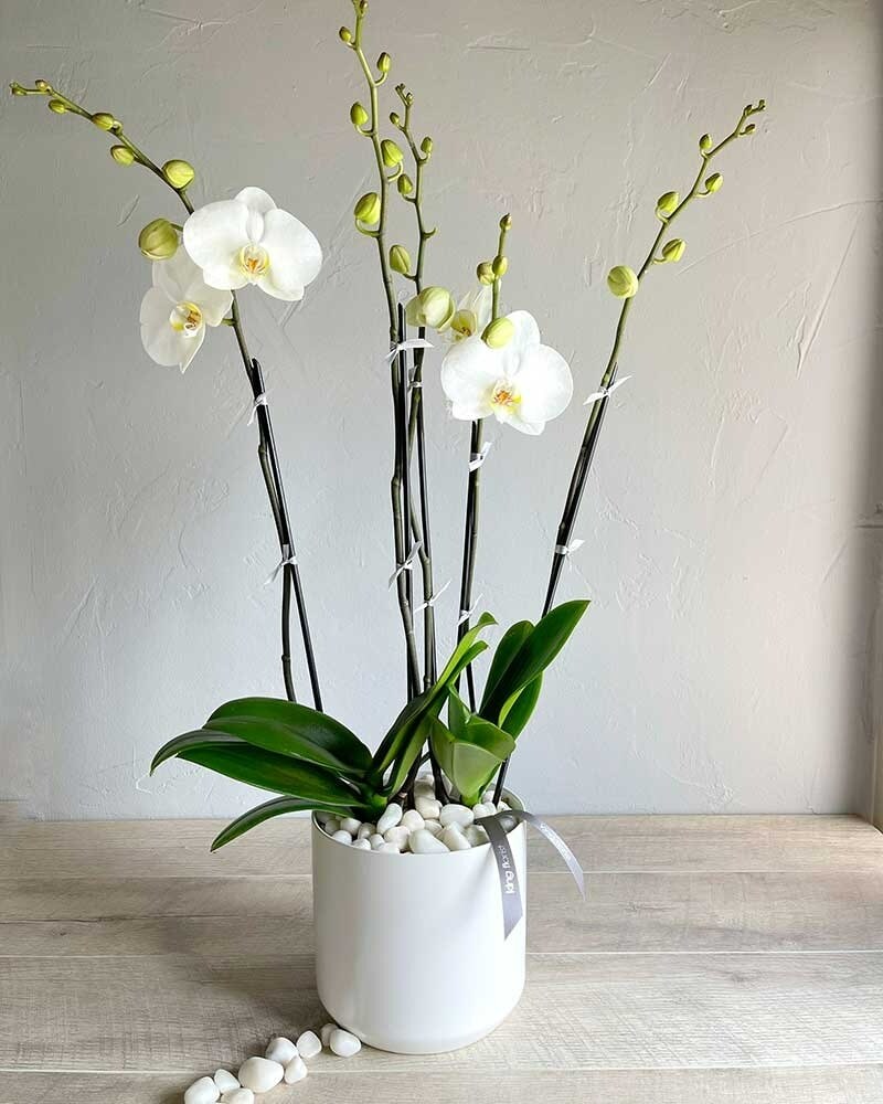 Double Phalaenopsis Orchid Flower Arrangement