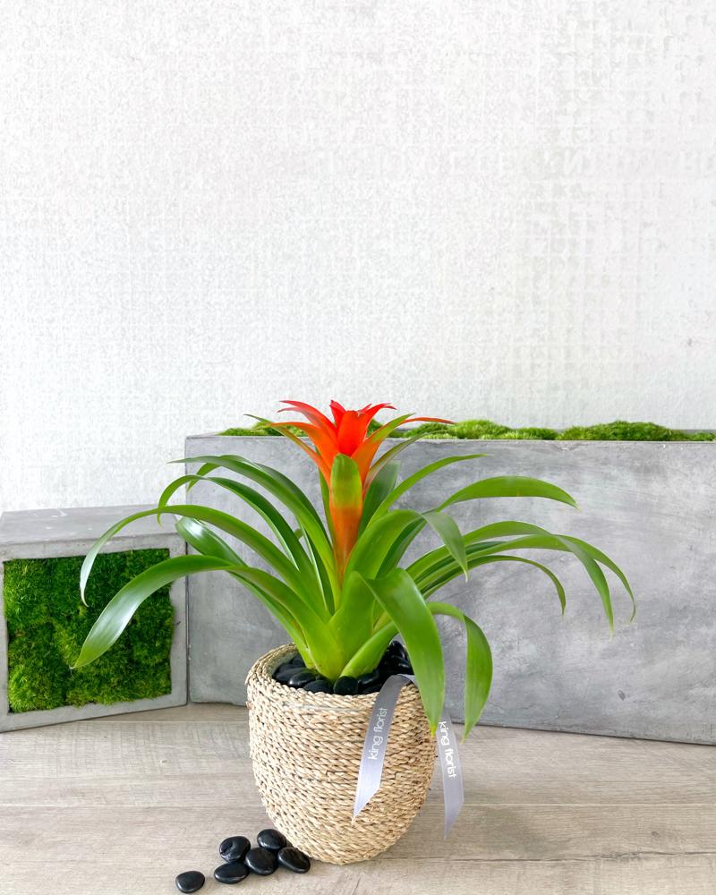 Petite Bromeliad Plant Flower Arrangement