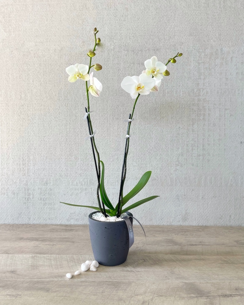 Phalaenopsis Orchid Plant Flower Arrangement