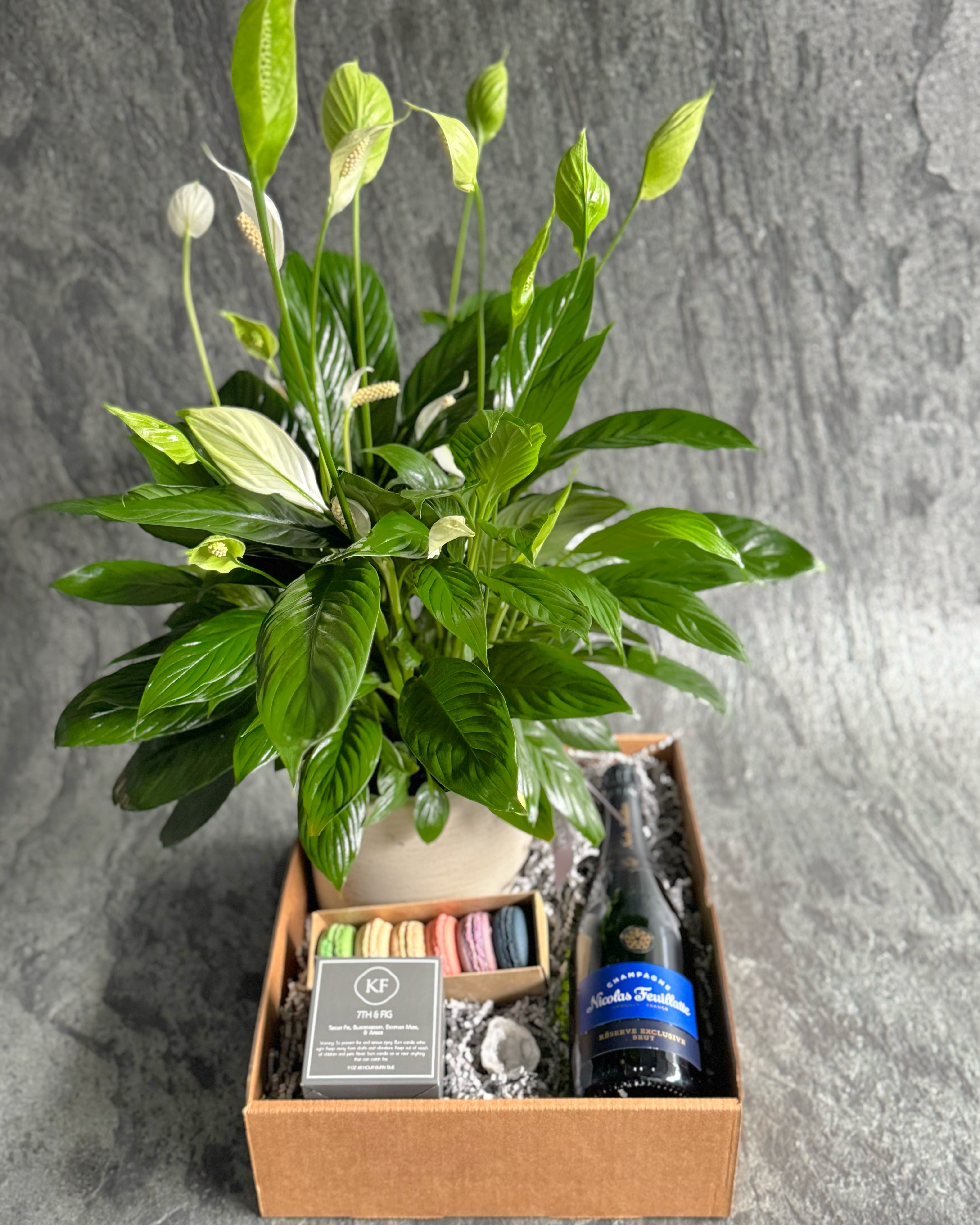 Plant Gift Sets Delivery Austin TX - King Florist Of Austin