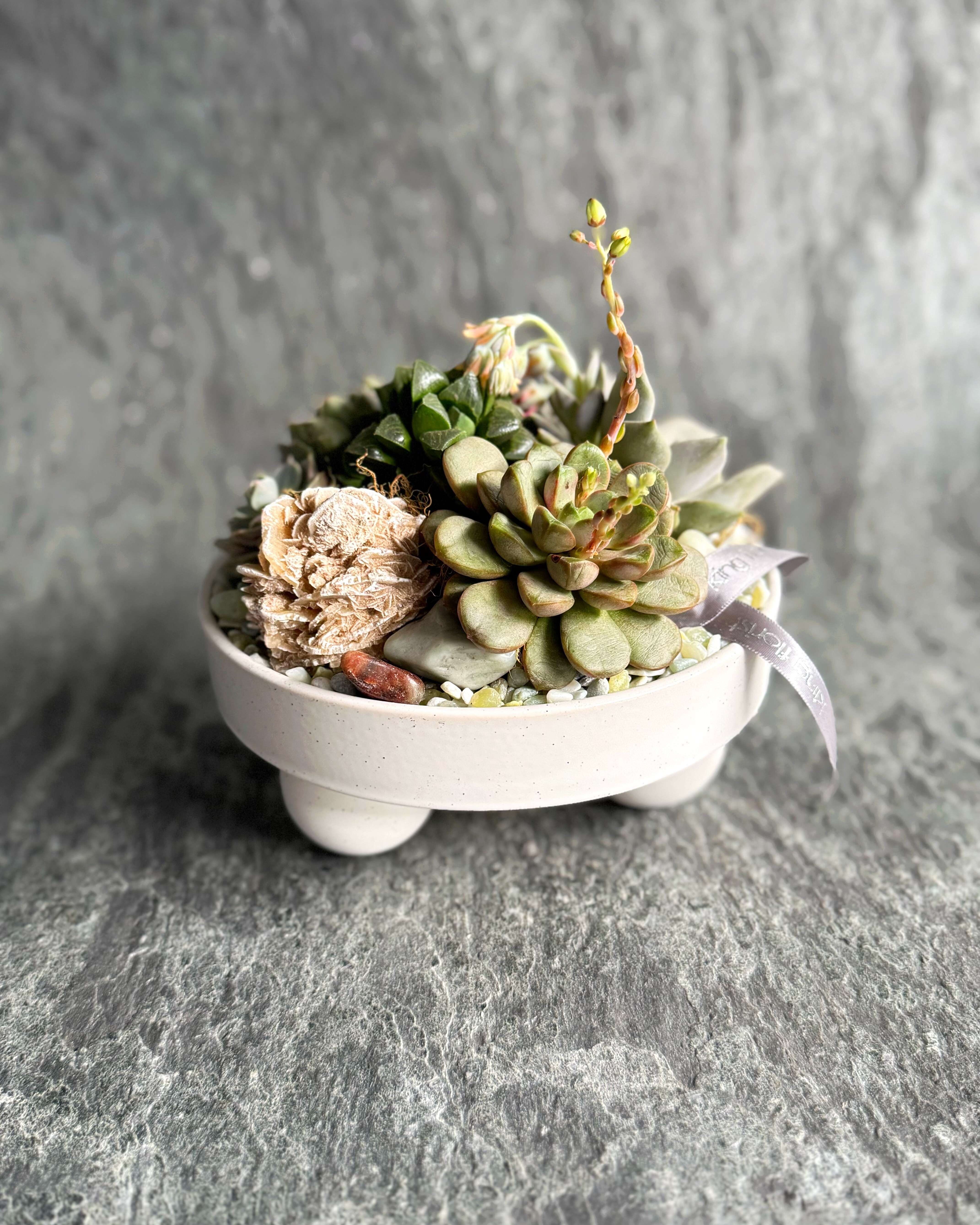 plant zz ZZ Plant - Large (2-3' tall) Cement Grey Planter