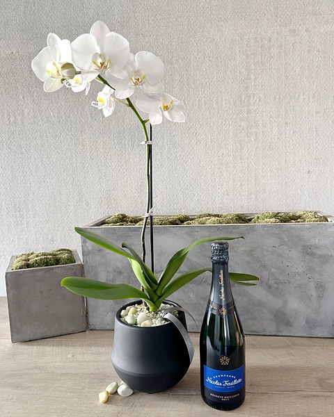 Phalenopsis Orchids with Champagne Gift