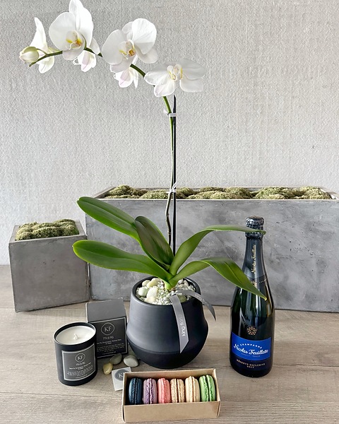 Phalenopsis Orchids with Champagne Gift