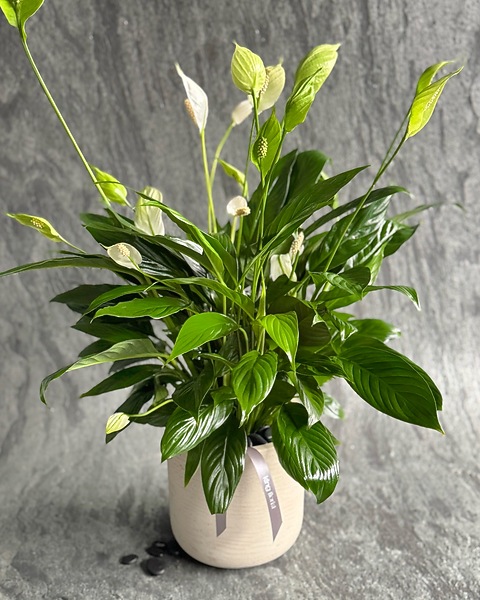 philodendron majestic Philodendron Majestic