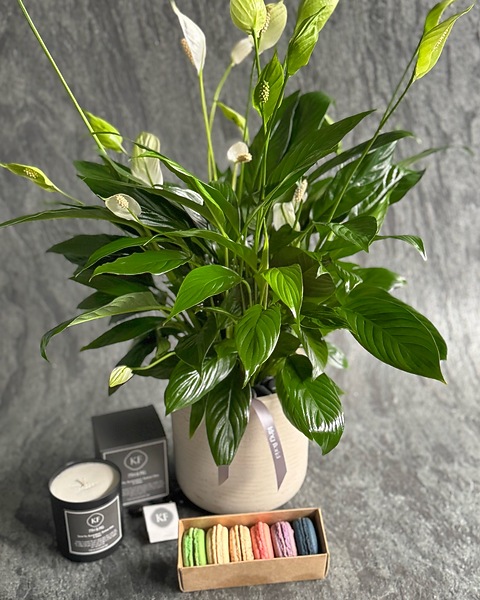 Peace Lily Plant - FedEx