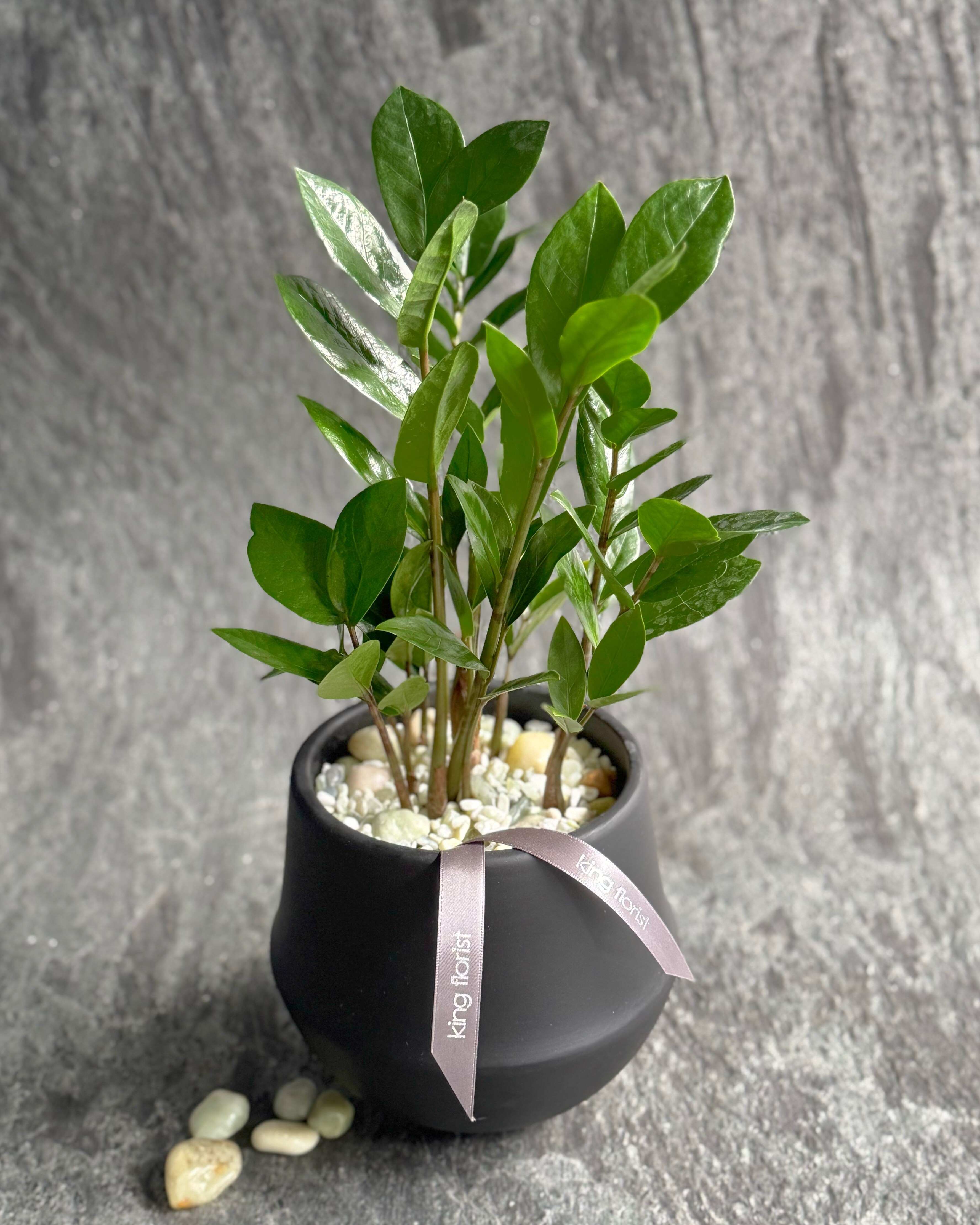 ZZ Plant in Austin TX - King Florist Of Austin