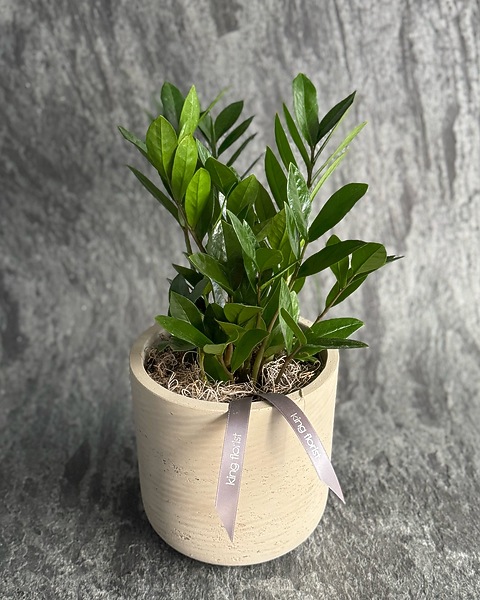 ZZ Plant