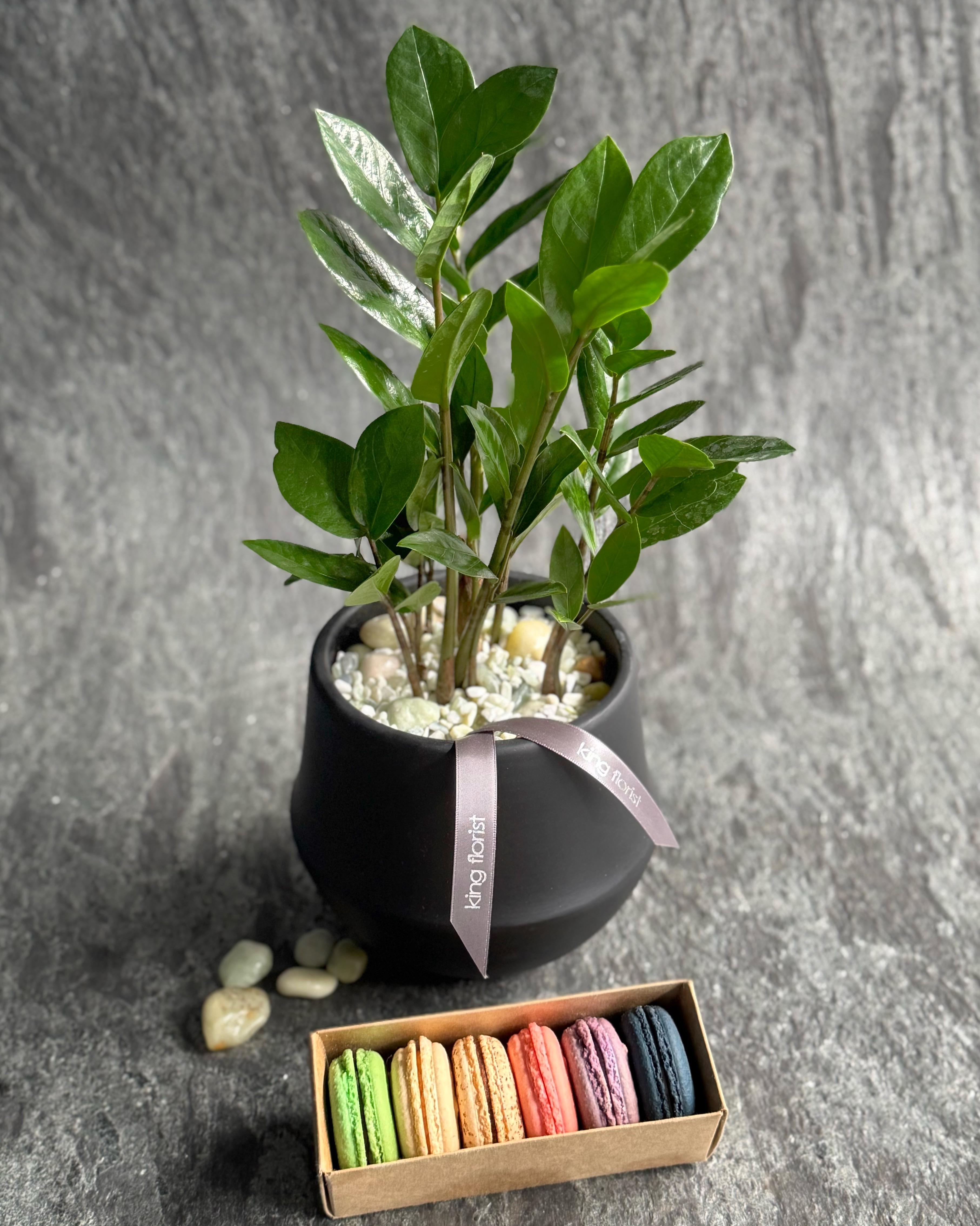 ZZ Plant in Austin TX - King Florist Of Austin