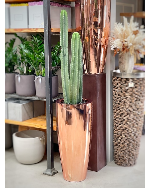 live succulent arrangements Mesa Succulent Garden