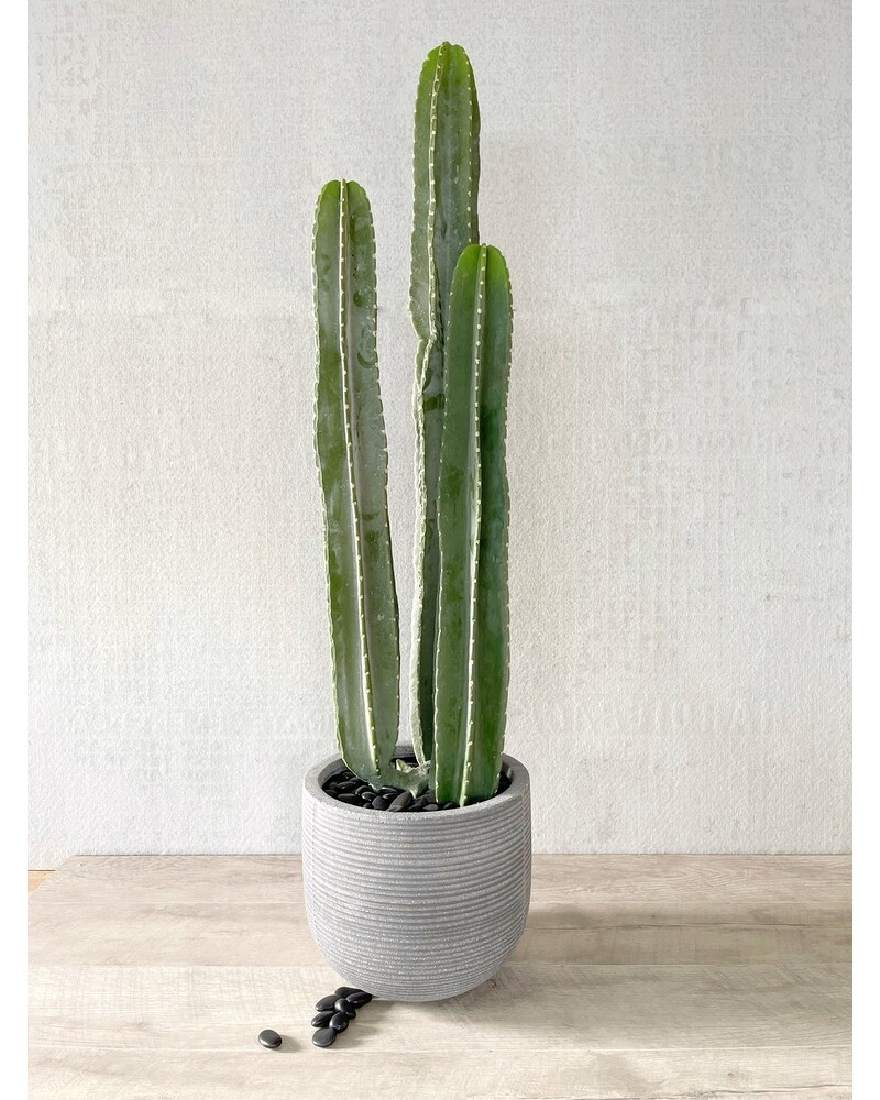 San Pedro Cactus in Austin TX - King Florist Of Austin