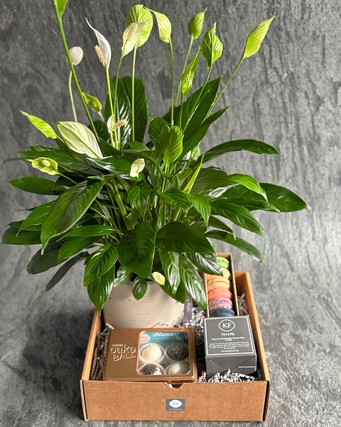 philodendron squamicaule Philodendron squamicaule  Carnivero