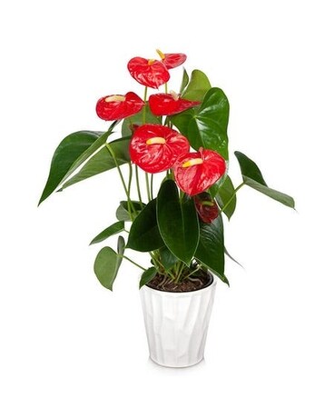 Anthurium plant Plant