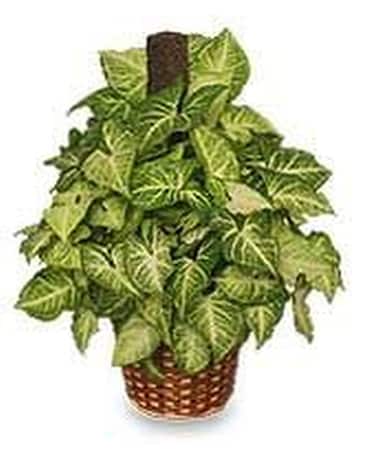 Butterfly pole Plant