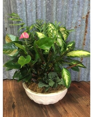 Large Dish Garden Dish Garden Plant