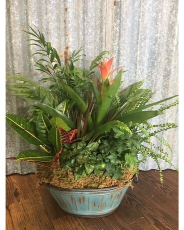 Jumbo dish garden Dish Garden Plant