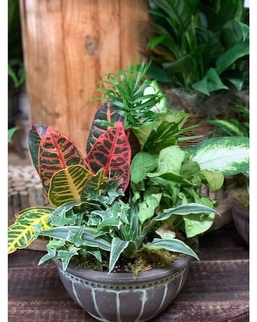Small Dish Garden Dish Garden Plant
