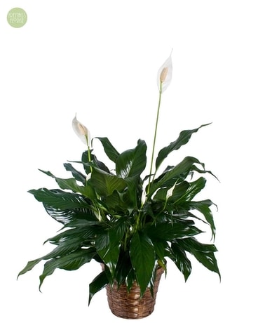 Large Spathiphyllum Plant [SGP2] Plant