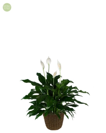 Medium Spathiphyllum [SGP1] Plant