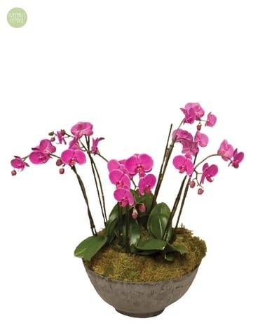 Orchid Moss Garden [SBP1] Plant