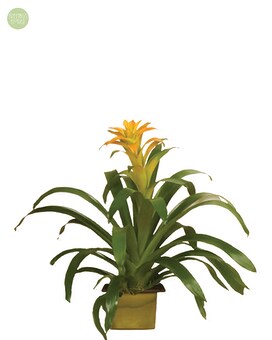Bromeliad Plant [SBP2] Plant
