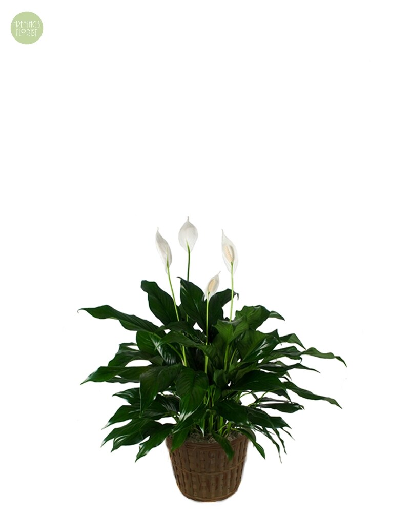 Medium Spathiphyllum [SGP1] in Austin TX - Freytag's Northwest Florist