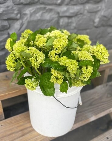 Mini Green Hydrangea Flower Arrangement
