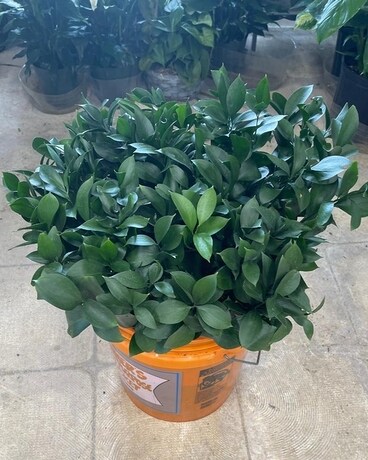 Israeli Ruscus Flower Arrangement