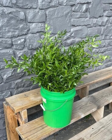 Italian Ruscus Greenery Flower Arrangement