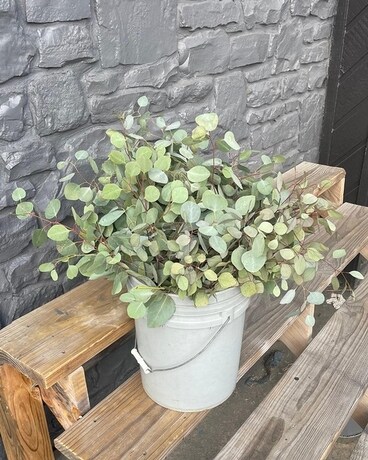 Wholesale Silver Dollar Eucalyptus Flower Arrangement