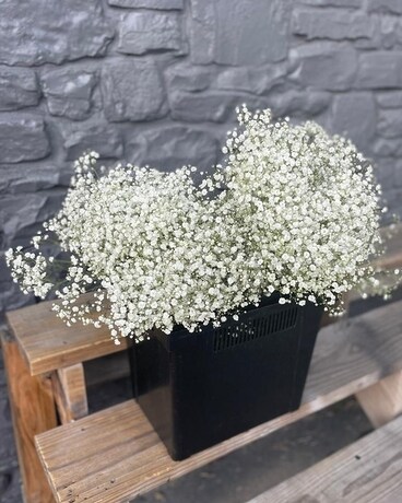 Baby's Breath Filler Flower Flower Arrangement