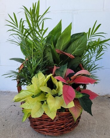Winter Blooming Basket Flower Arrangement