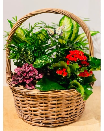 Blooming Dish Garden Dish Garden Plant