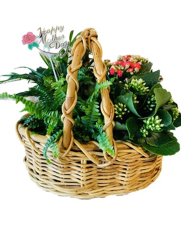 Mother's Day Dish Garden and Blooming Kalanchoes Flower Arrangement