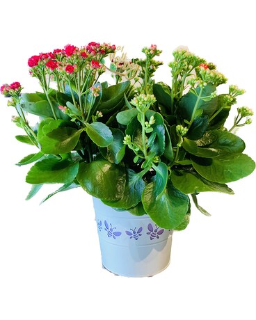 Pink Kalanchoe Flower Arrangement