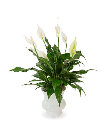 Upgraded Peace lily Plant