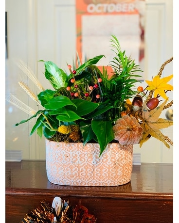 Hello Autumn Dish Garden Plant