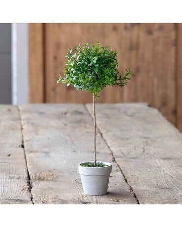 Petite Boxwood Topiary Flower Arrangement