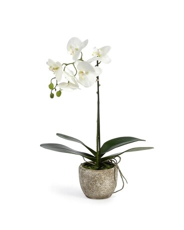 Small Phalaenopsis Orchid Plant in Concrete Pot Flower Arrangement