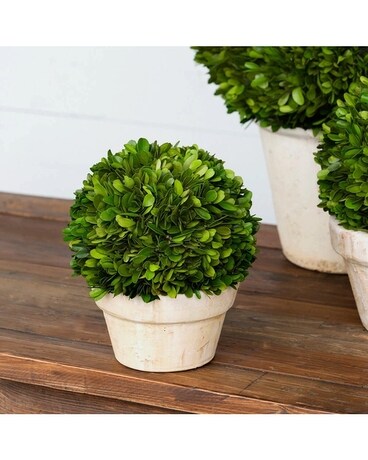 Medium Potted Preserved Boxwood Ball Flower Arrangement