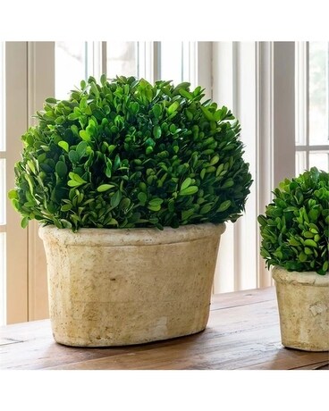 Large Potted Oval Preserved Boxwood Flower Arrangement