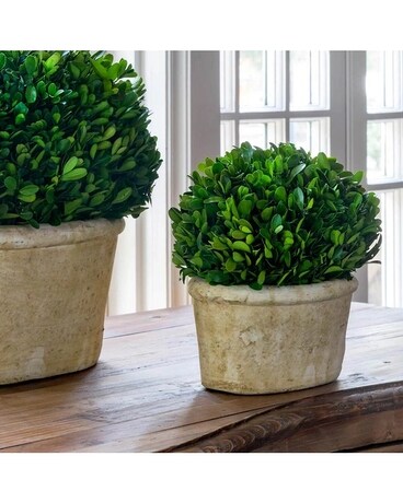 Small Potted Oval Preserved Boxwood Flower Arrangement
